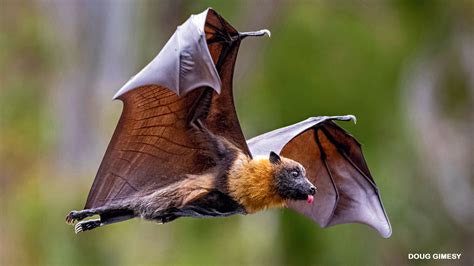 flying fox bat pictures|flying fox bat wingspan.